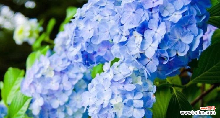 探寻花朵背后的意义与情感 花语之美