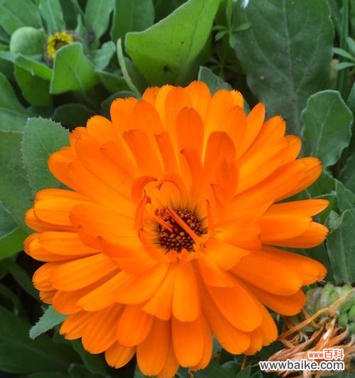 黄色花的含义是什么?哪种黄色花最具有象征意义?