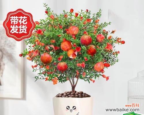 象征前途无量的爱情的花有哪些?它们代表什么?