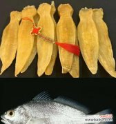 鱼胶的浪漫花语是什么？鱼胶花语代表什么？