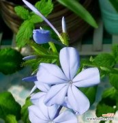 白色的蓝花有何寓意？白色蓝花象征着什么？