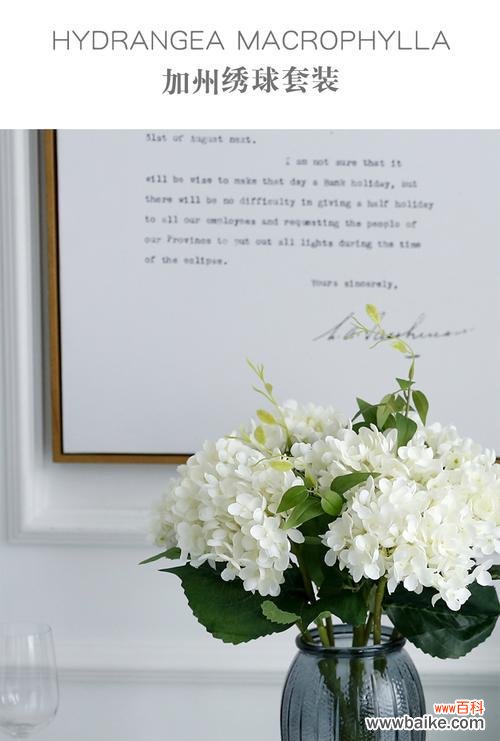 手捧花绣球花代表什么?绣球花的寓意是什么?