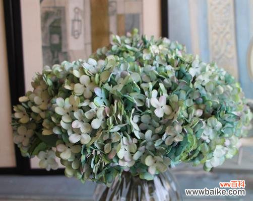 手捧花绣球花代表什么?绣球花的寓意是什么?