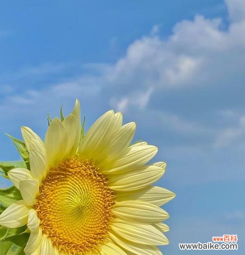 白色的向阳花寓意着什么？