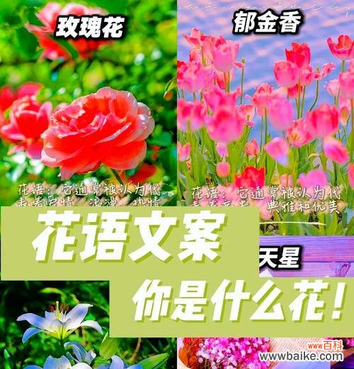 用花象征爱情的古诗有哪些?如何理解这些诗句中的花语?