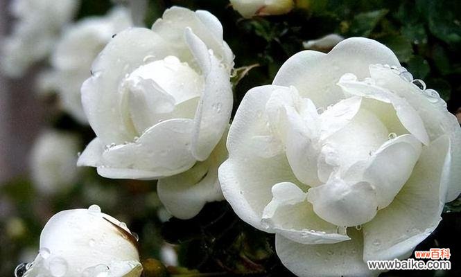 哪些白色花象征自由？它们的寓意是什么？