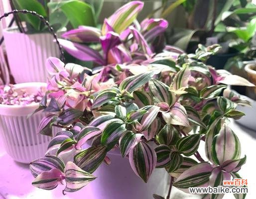 圣诞节送三朵花有什么含义？三朵花的寓意是什么？