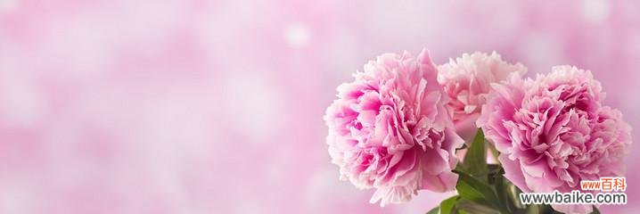 圣诞节送三朵花有什么含义？三朵花的寓意是什么？