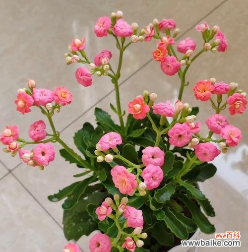 寓意着保平安的花有哪些种类？它们各自代表什么？