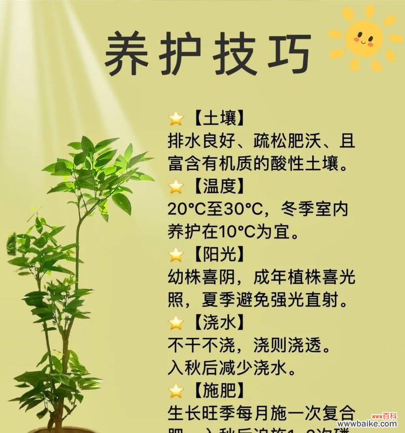 寓意着保平安的花有哪些种类？它们各自代表什么？