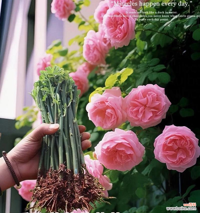 蔷薇花的花语是什么?不同颜色蔷薇花的象征意义是什么?