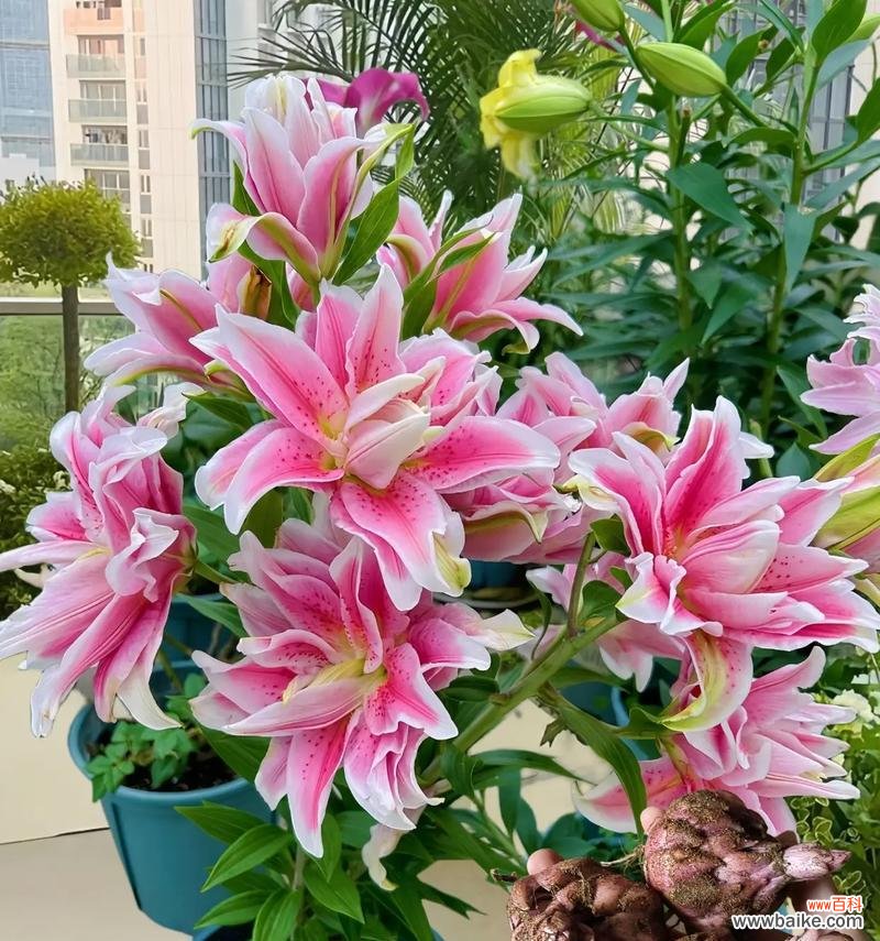 花色百合花的花语是什么？花色百合花寓意着什么？