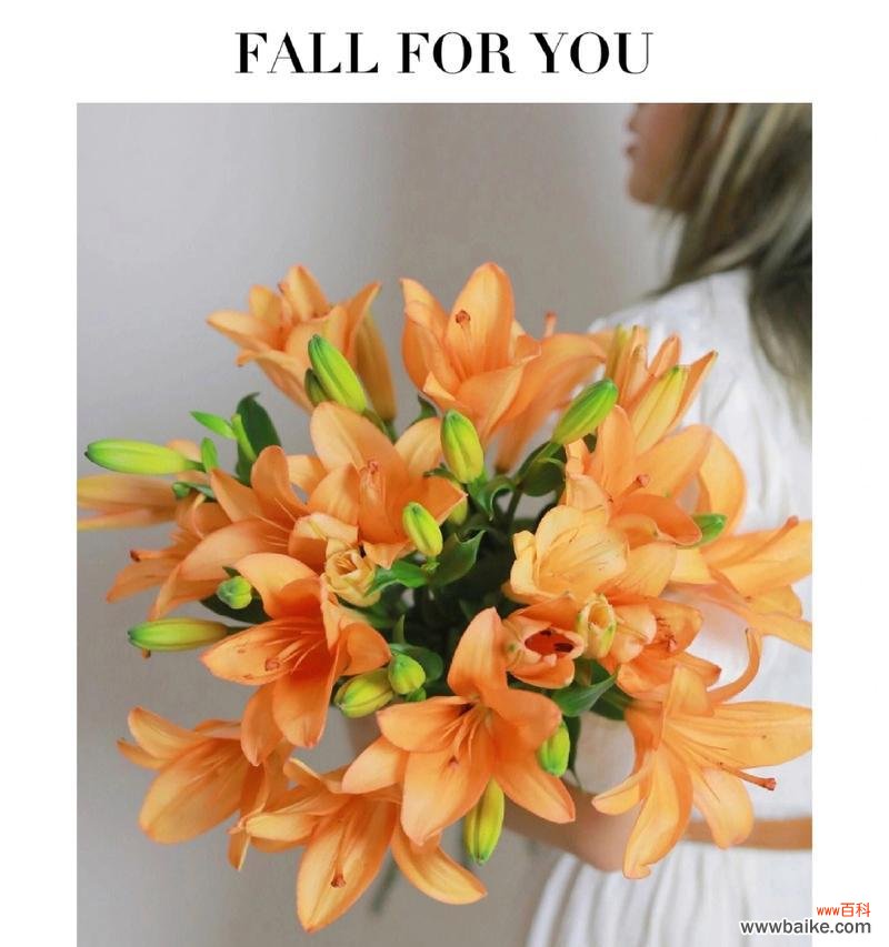 花色百合花的花语是什么？花色百合花寓意着什么？