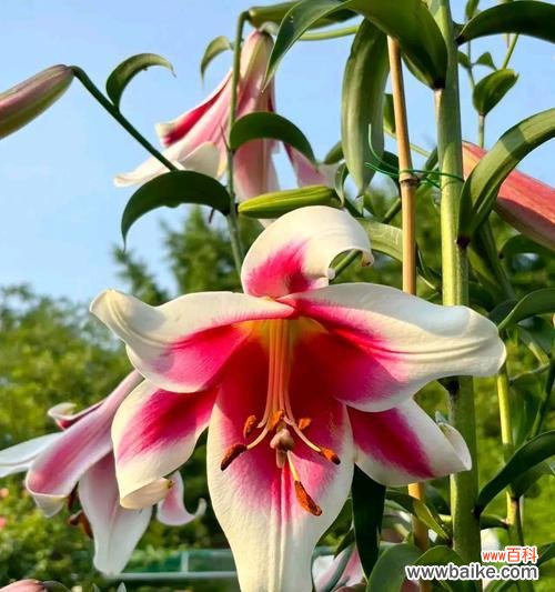 花色百合花的花语是什么？花色百合花寓意着什么？