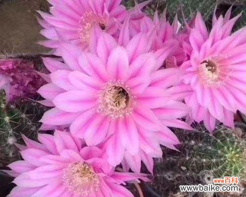 探索仙人球盛放花朵的深层意义 仙人球的花开,寓意和象征的奥秘