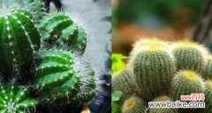 揭秘仙人球花语 仙人球花语与其寓意的深刻意义