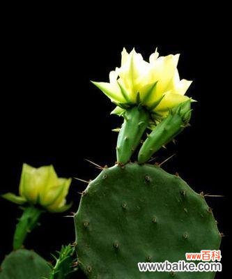 以仙人掌开花的寓意与象征 仙人掌之花