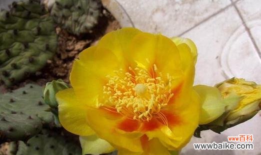 以仙人掌开花的寓意与象征 仙人掌之花