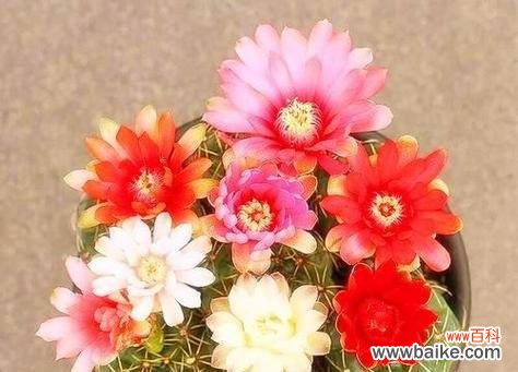 探秘仙人掌开花的神奇之处,揭示它所传达的深刻含义 仙人掌开花的花语