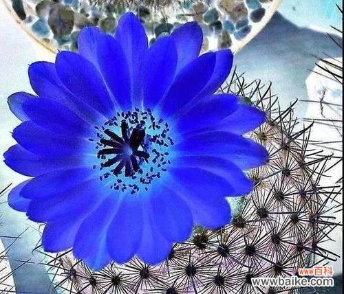 探秘仙人掌开花的神奇之处,揭示它所传达的深刻含义 仙人掌开花的花语