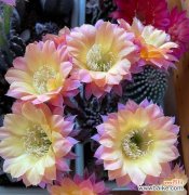 仙人球的象征意义及保护价值 仙人球