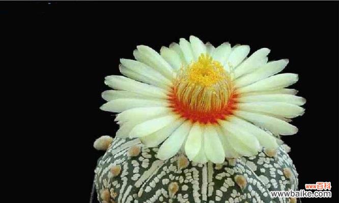 探寻仙人球盛开的奇妙意义 仙人球开花的寓意与兆头
