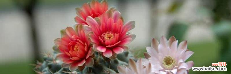 探寻仙人球盛开的奇妙意义 仙人球开花的寓意与兆头