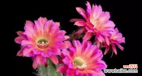 探寻仙人掌的神秘花语之谜 仙人掌之花语的隐藏之美