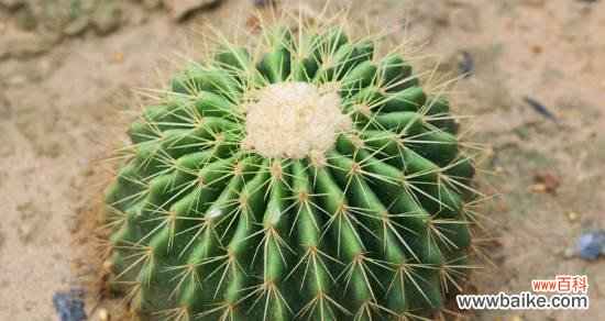 探寻仙人掌的神秘花语之谜 仙人掌之花语的隐藏之美