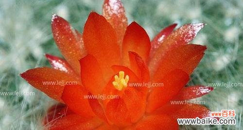 探索仙人掌的花语与寓意，了解其神秘的生命力与坚持不懈的精神 仙人掌的花语与寓意——坚韧不拔的生命力