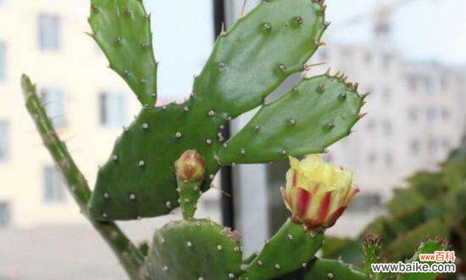 探索仙人掌背后的深意及其对生活的启示 仙人掌的寓意与启示