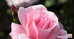 探索花朵的意义与美好——解读花语及象征 花朵的花语与象征