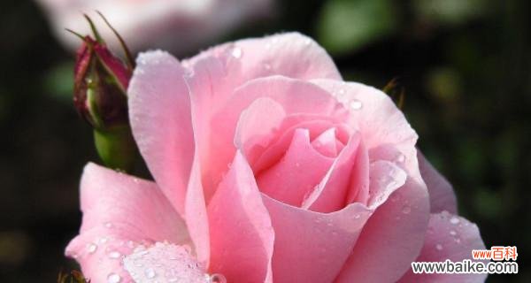 探索花朵的意义与美好——解读花语及象征 花朵的花语与象征