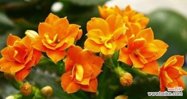 探索各种花的花语与寓意 花开寓意，花语传情