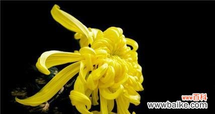 探秘各种菊花的花语和寓意 花开菊花香,寓意传千年