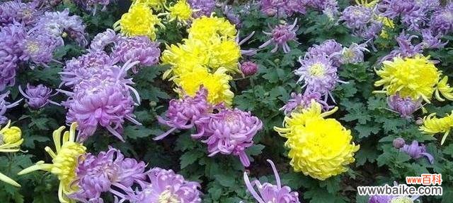 探秘各种菊花的花语和寓意 花开菊花香,寓意传千年