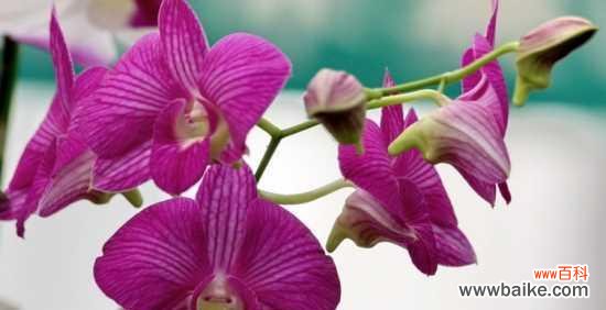 探寻兰花的情感世界 兰花花语大全——解读花朵的心声