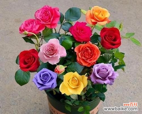 一朵花背后的故事 玫瑰花的含义与传说