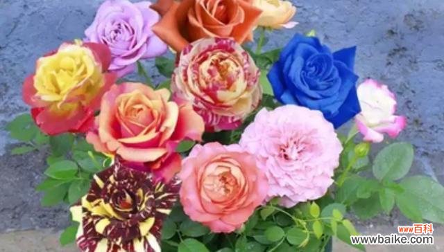 揭开玫瑰花色的神秘面纱 玫瑰花色彩的含义