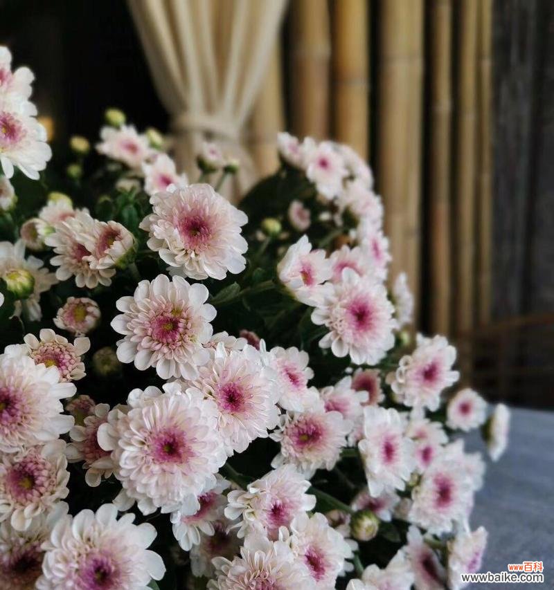 探寻不同颜色雏菊的花语 五彩斑斓的雏菊花语与寓意