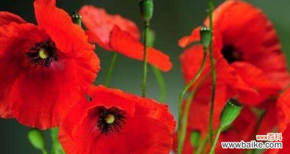 罂粟花的含义与象征 罂粟花的花语-探寻多彩的情感世界