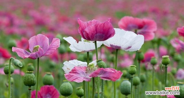 罂粟花的含义与象征 罂粟花的花语-探寻多彩的情感世界
