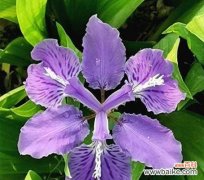 揭示花之语的奥秘 探寻鸢尾花的花语与象征意义