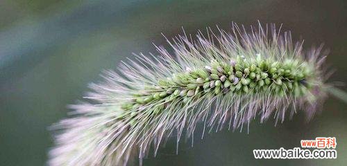 呈现生命中的真挚友谊 狗尾巴草花语