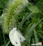 探索狗尾巴草的象征意义 狗尾巴草的寓意与启示