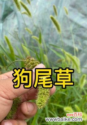 探索狗尾巴草的象征意义 狗尾巴草的寓意与启示
