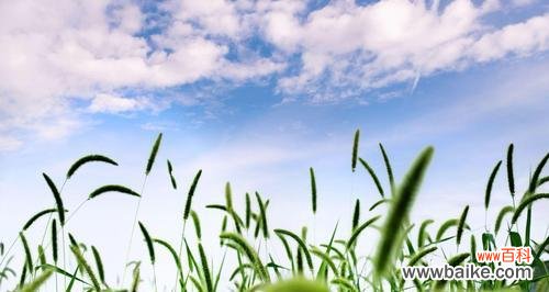 用花语解读狗尾草的美丽 狗尾草花语