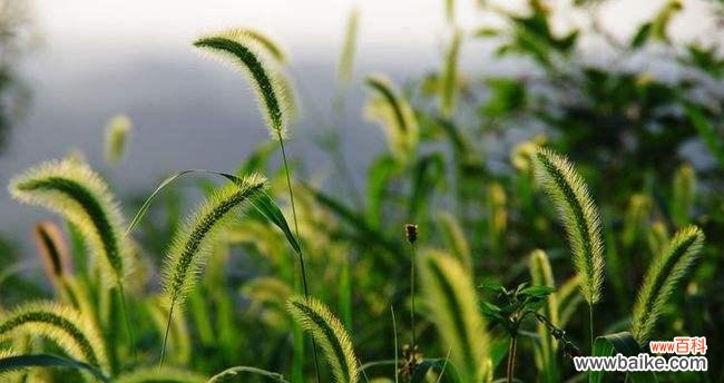 用花语解读狗尾草的美丽 狗尾草花语
