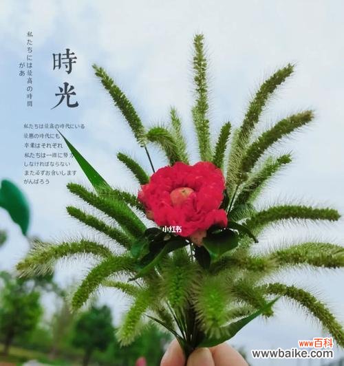 用花语解读狗尾草的美丽 狗尾草花语