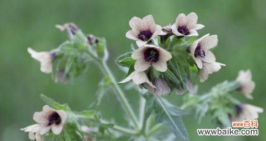 以“希望”为主题的枸杞花语及其象征意义 枸杞花语